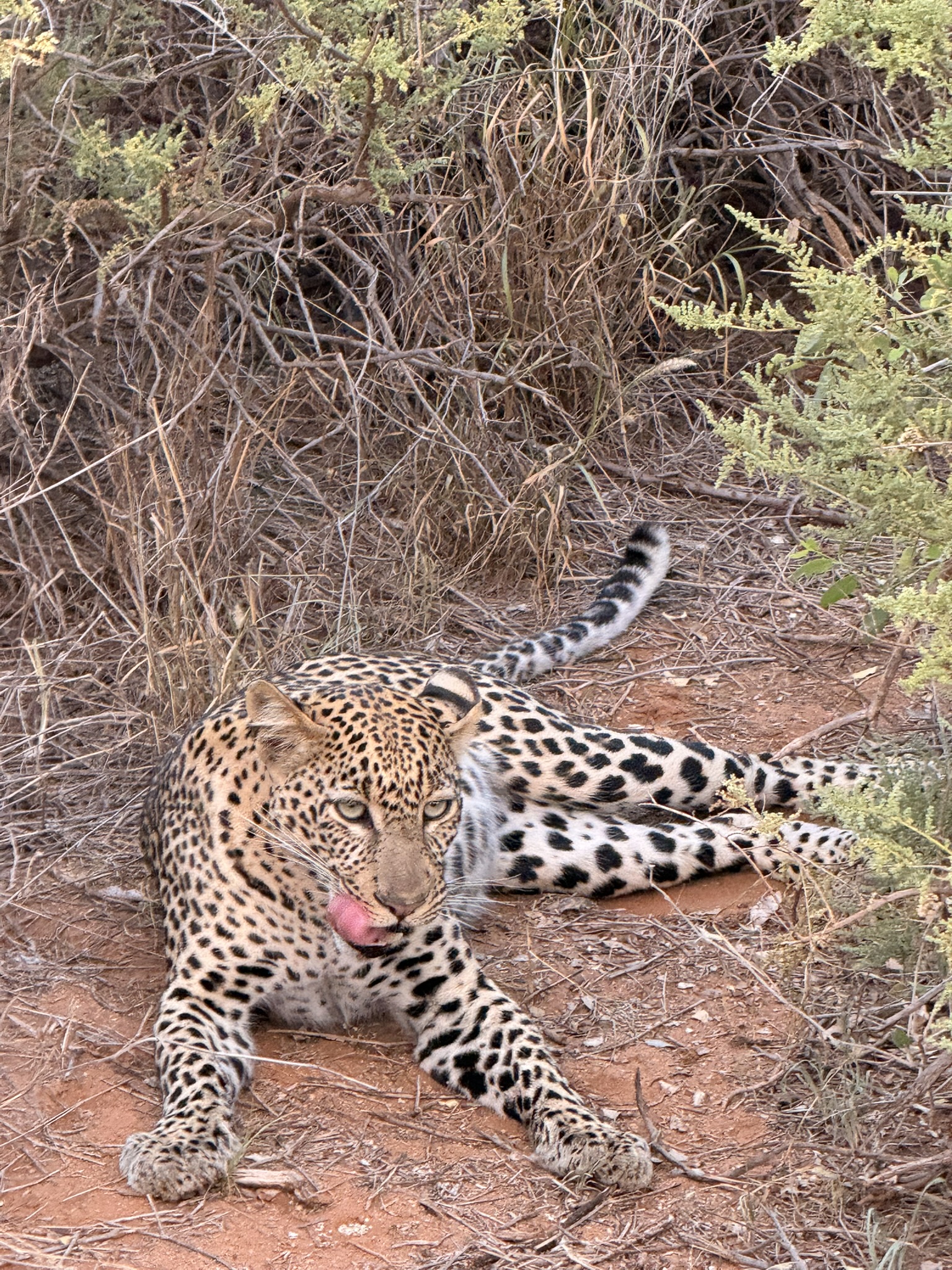 LEOPARDO al Samburu National Reserve