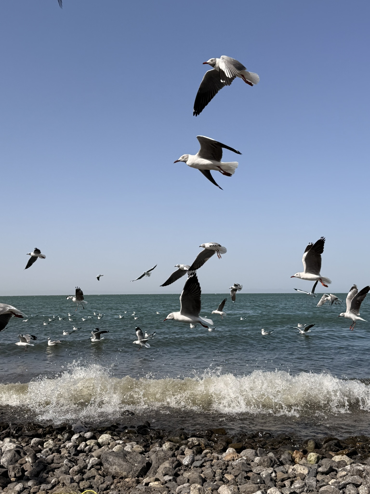 I gabbiani del Turkana